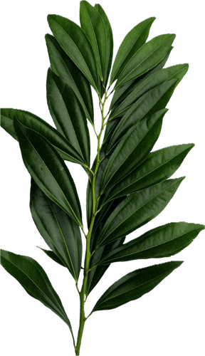 High quality Cocculus plant